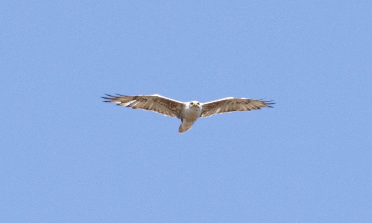 Ferruginous Hawk - ML642459387