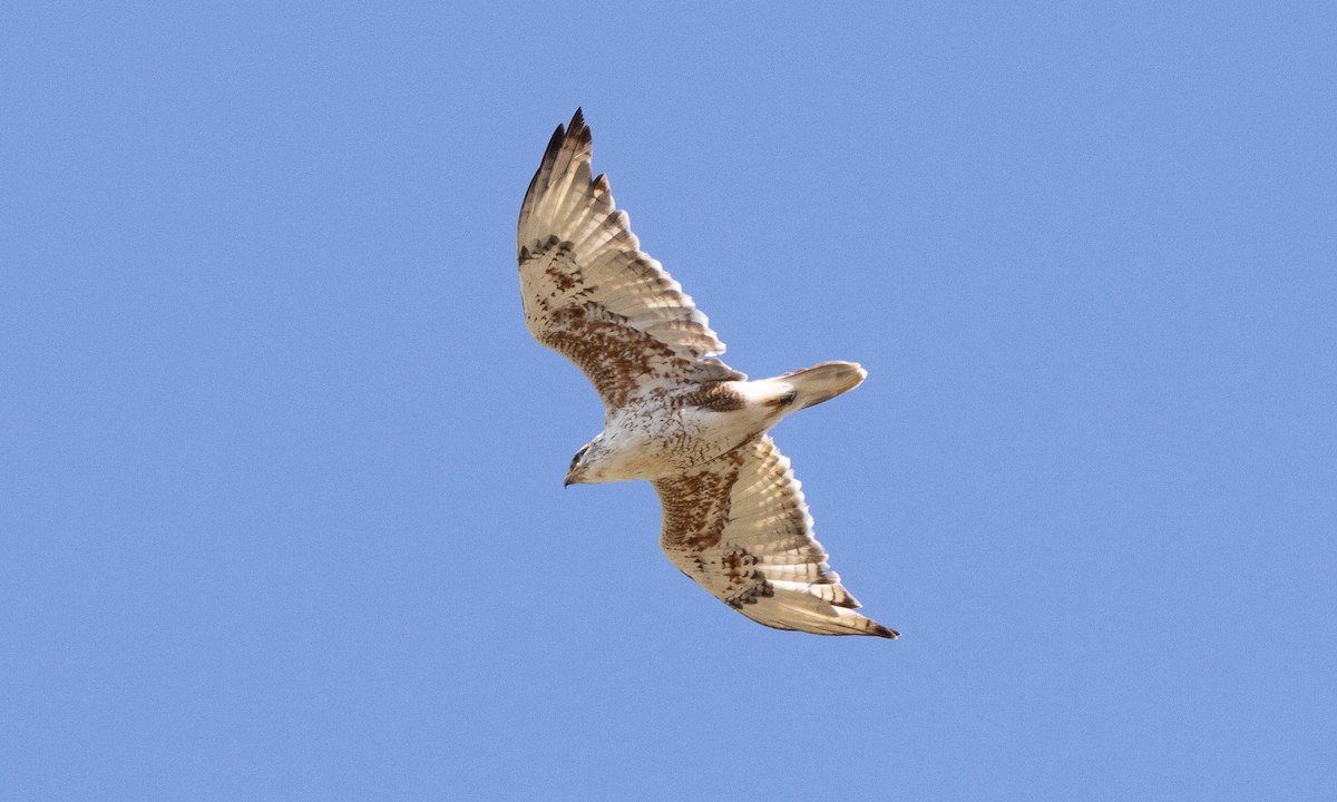 Ferruginous Hawk - ML642459388
