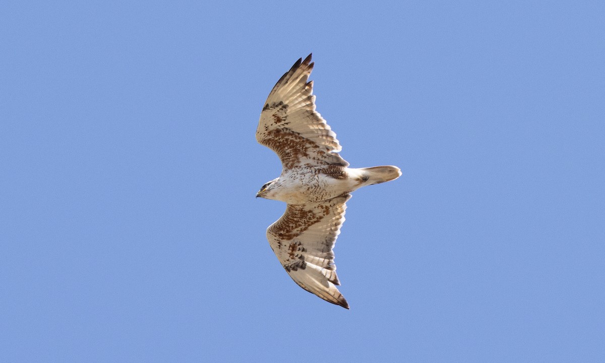 Ferruginous Hawk - ML642459389