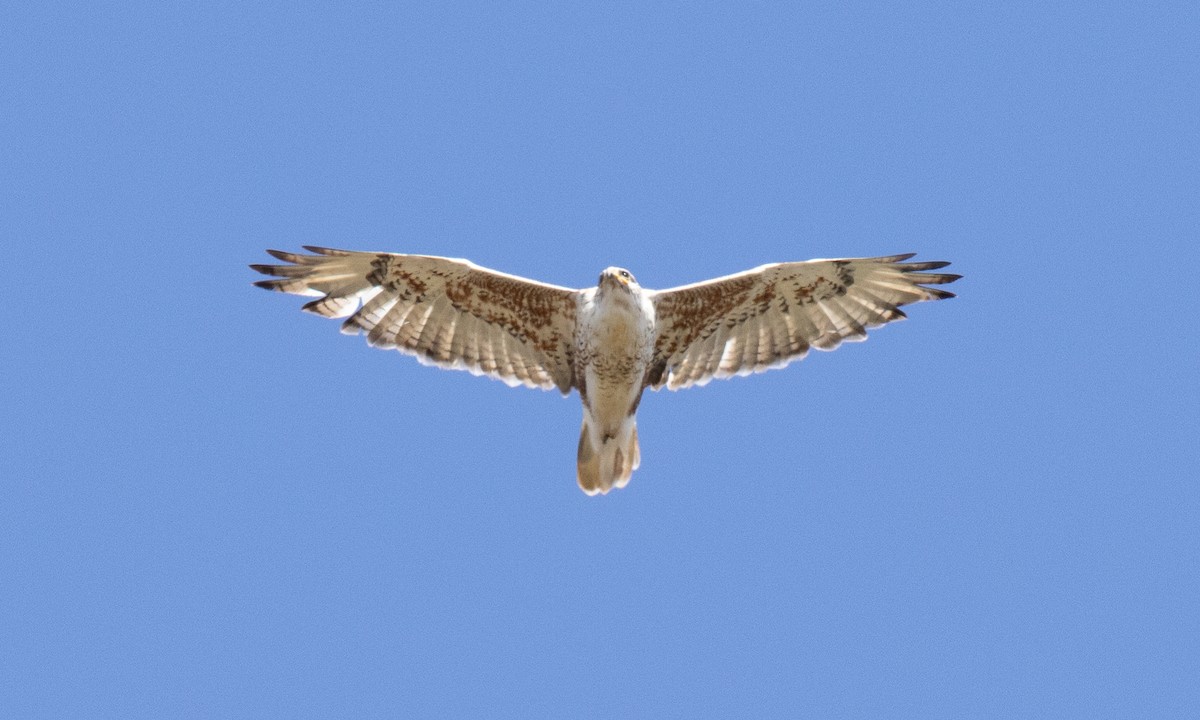 Ferruginous Hawk - ML642459390