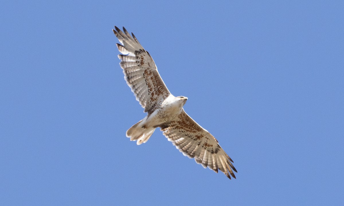 Ferruginous Hawk - ML642459391