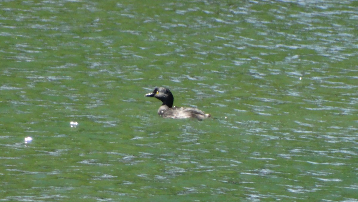 Least Grebe - ML642459392