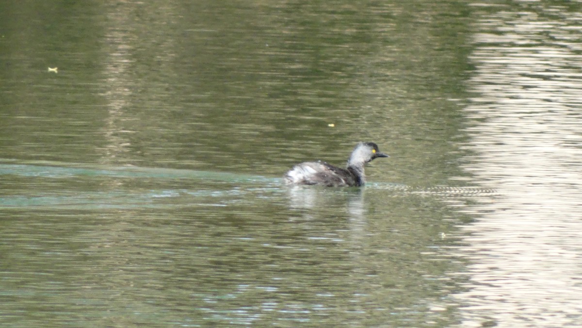 Least Grebe - ML642459393