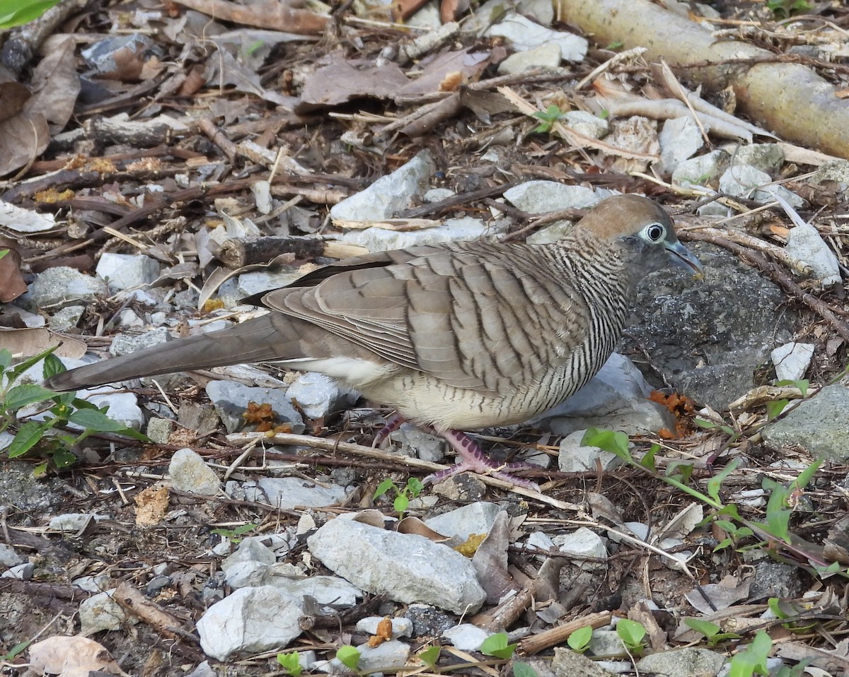 Zebra Dove - ML642459424