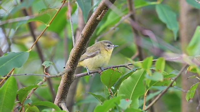 Philadelphia Vireo - ML642459427