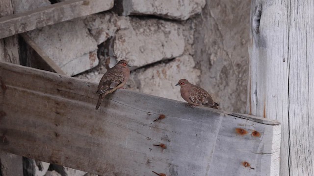 Bare-faced Ground Dove - ML642459444