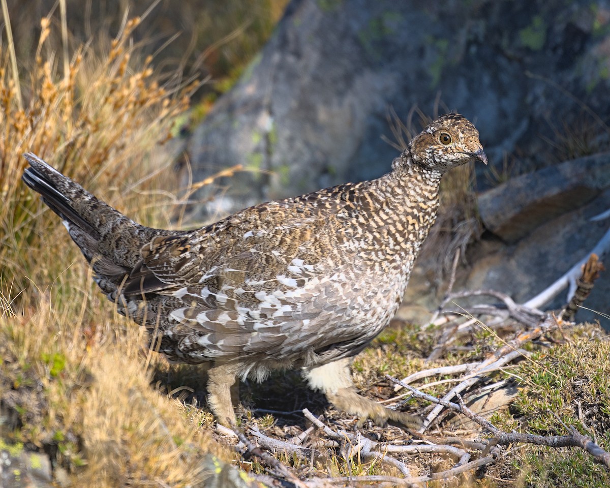 Sooty Grouse - ML642459453