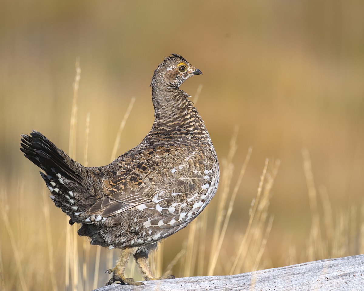 Sooty Grouse - ML642459454