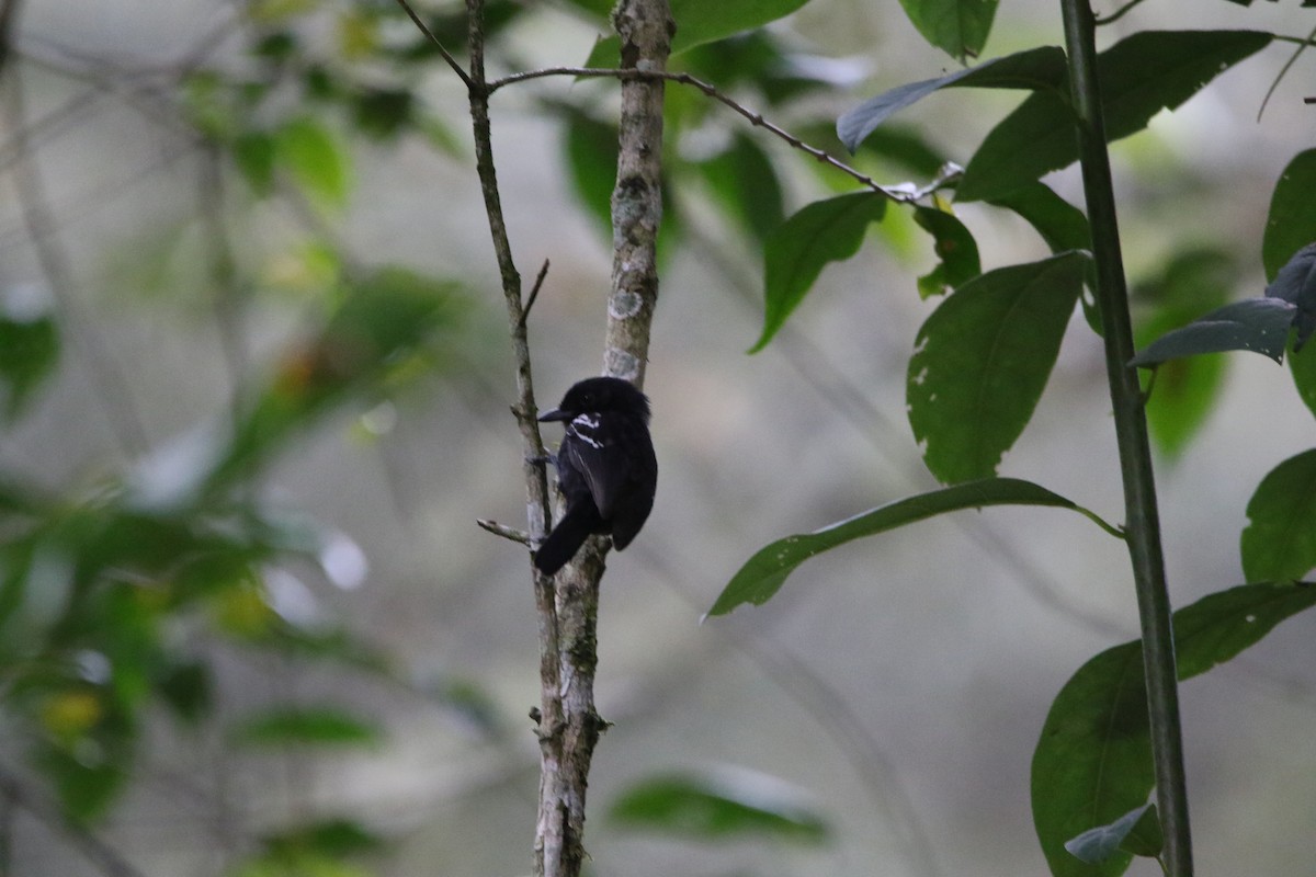 White-winged Becard - ML642459479