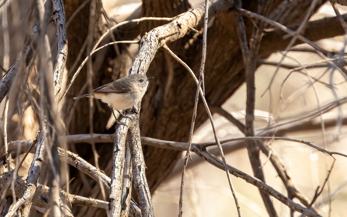 Slaty-backed Thornbill - ML642459488