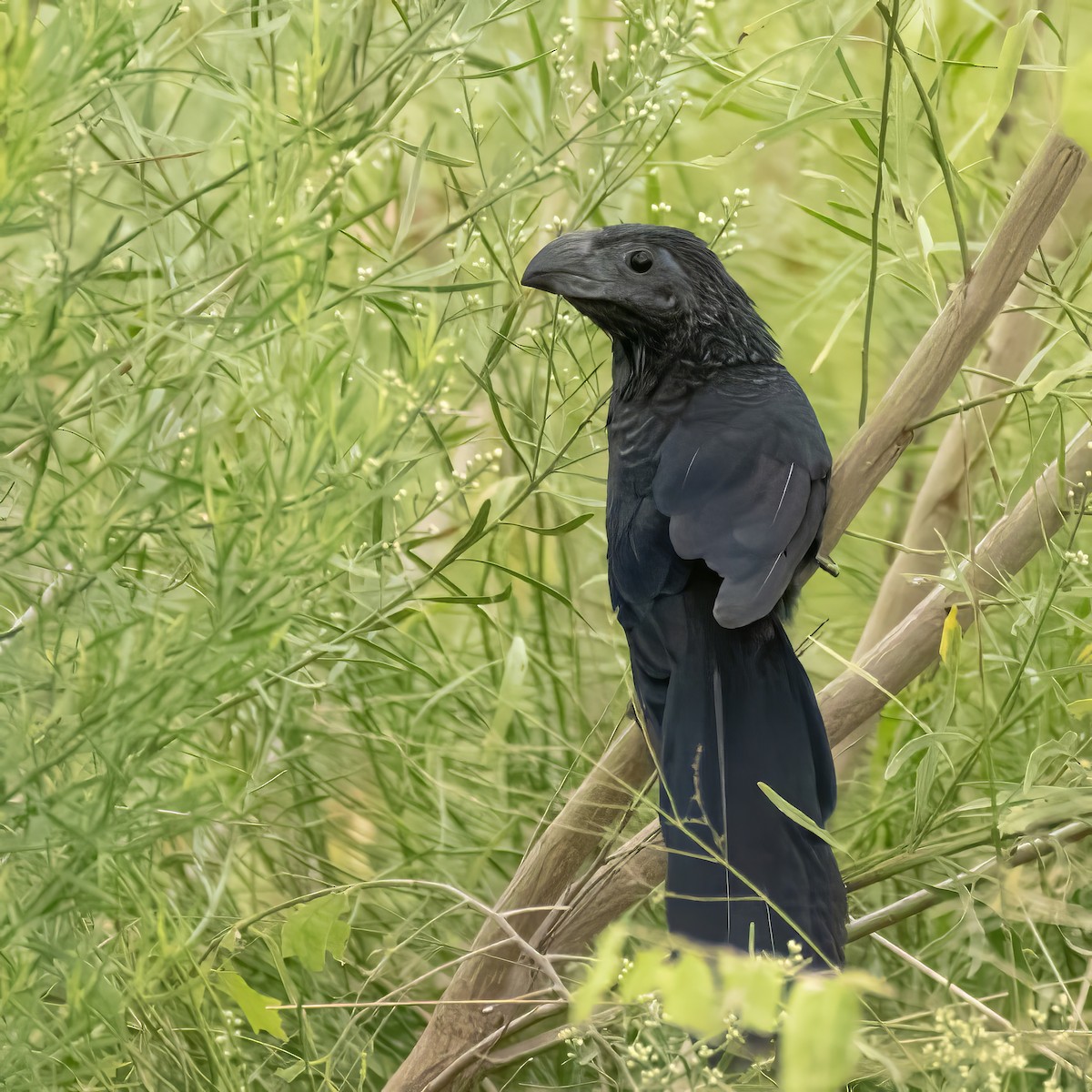 Groove-billed Ani - ML642459536