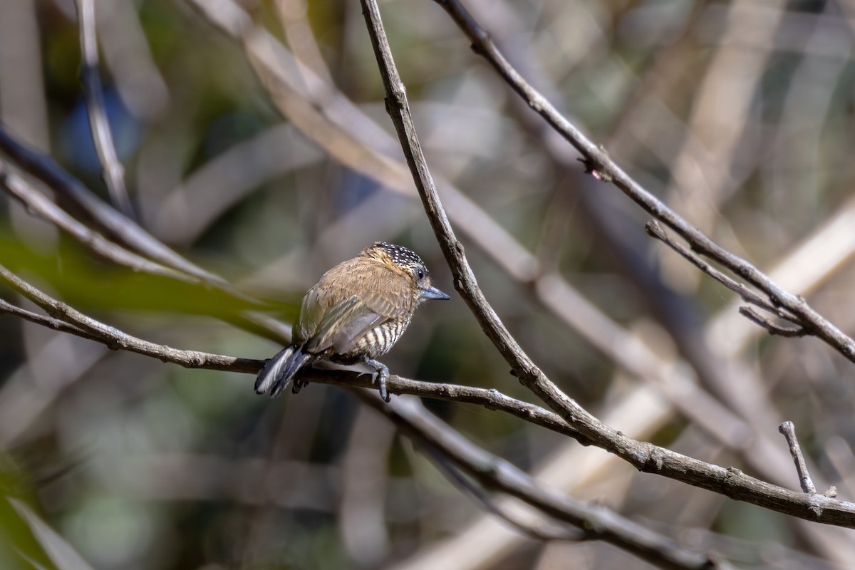 Ochre-collared Piculet - ML642459565