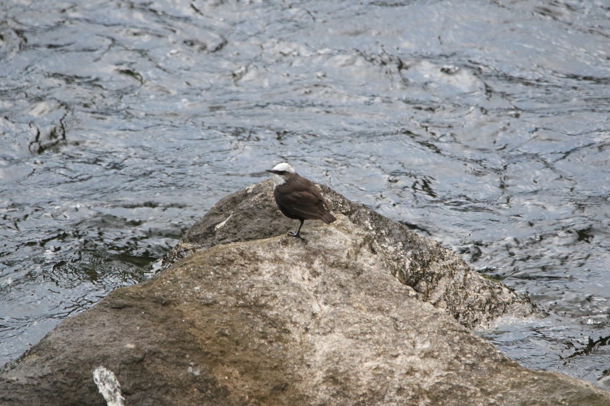 Weißkopf-Wasseramsel - ML642459570