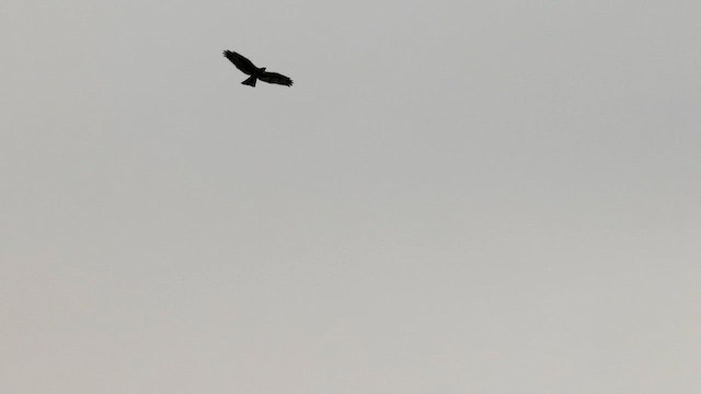 Variable Hawk - ML642459577