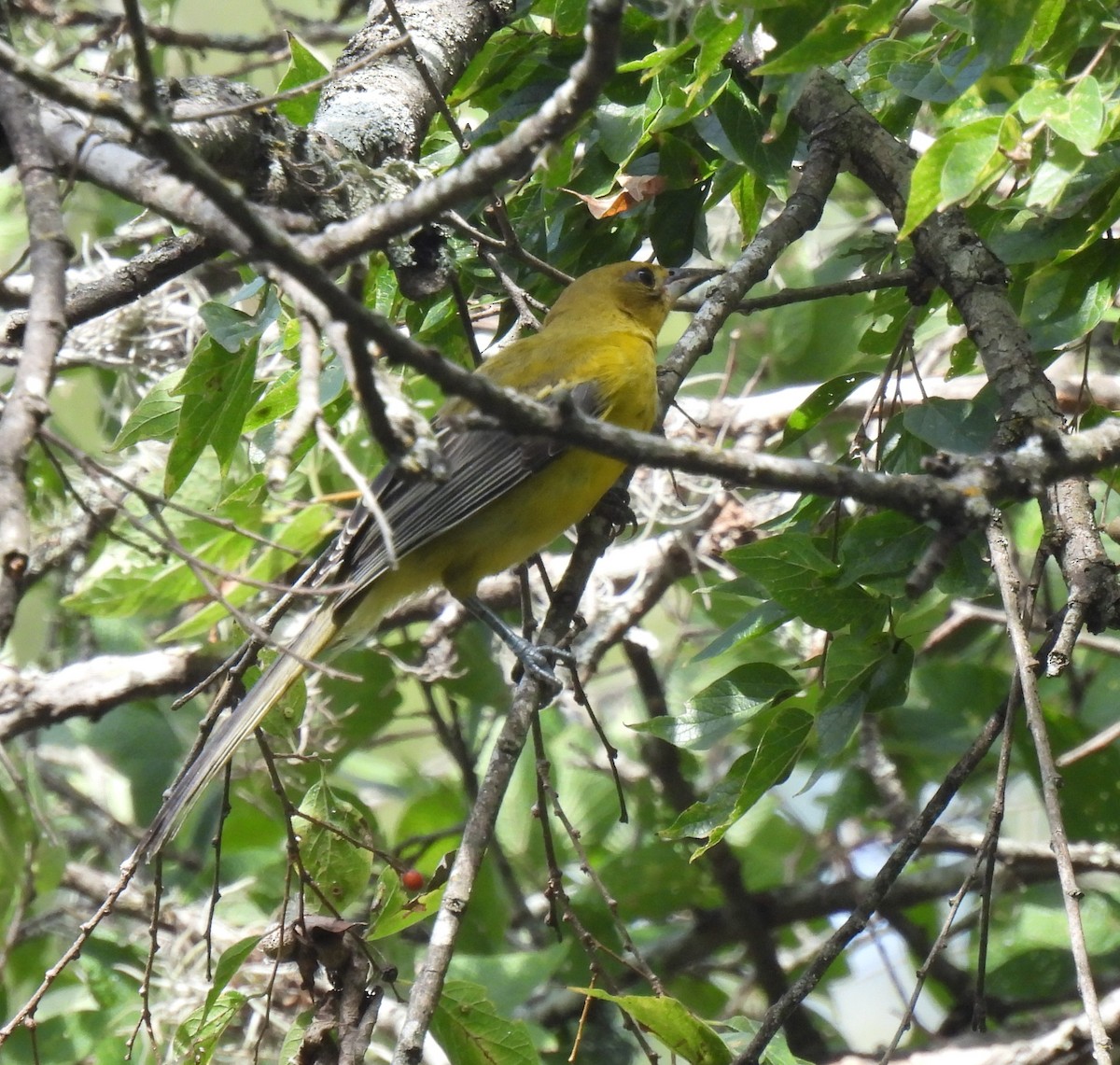 new world oriole sp. - ML642459584