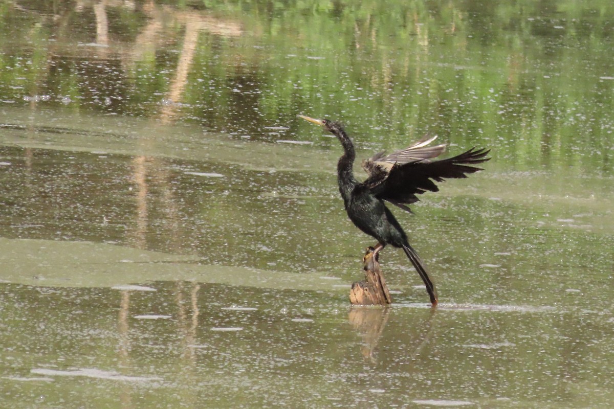 Anhinga - ML642459596