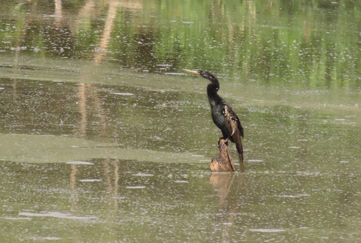 Anhinga - ML642459597