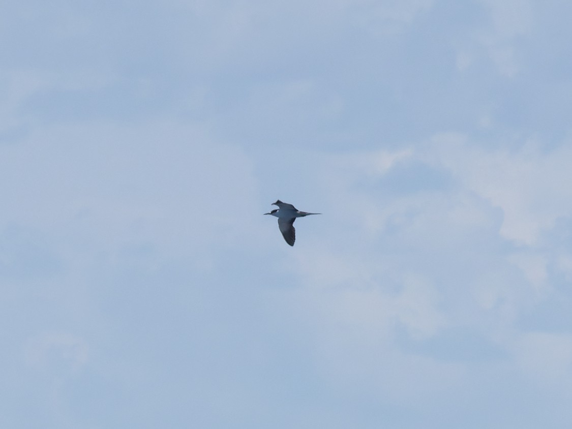 Sooty Tern - ML642459603