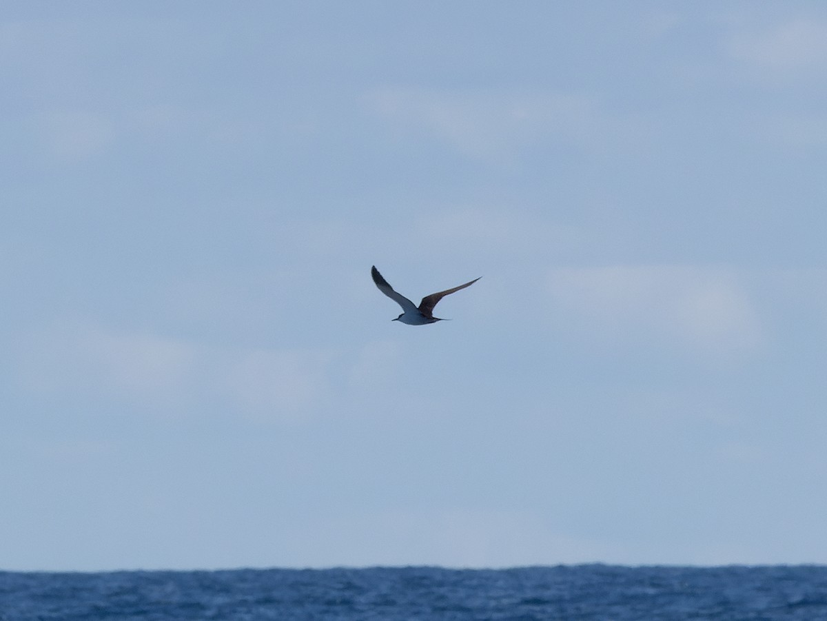 Sooty Tern - ML642459606