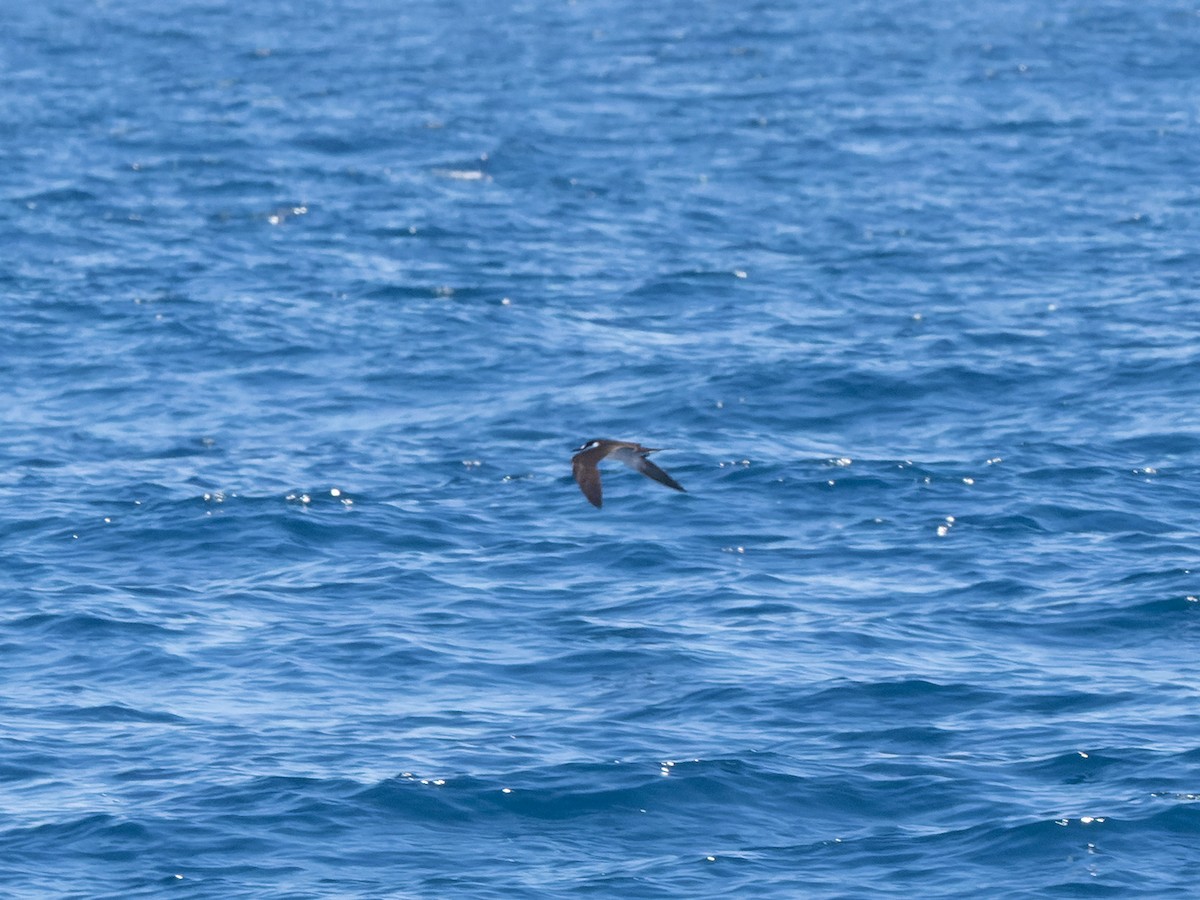 Sooty Tern - ML642459609