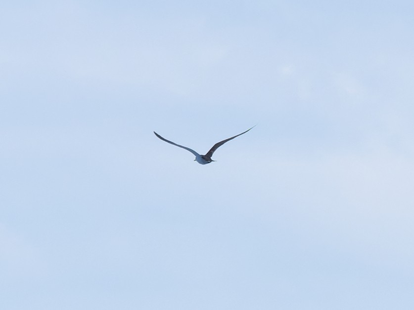 Sooty Tern - ML642459615