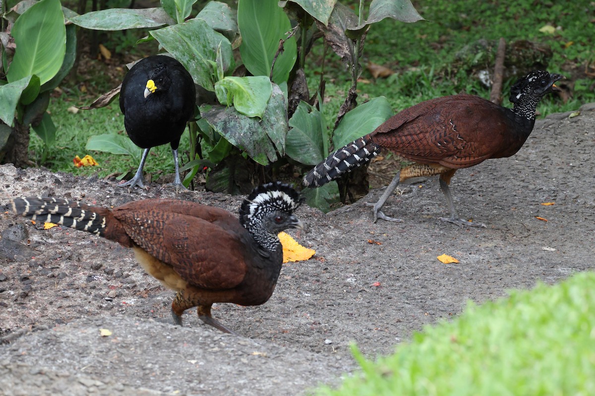 Great Curassow - ML642459622