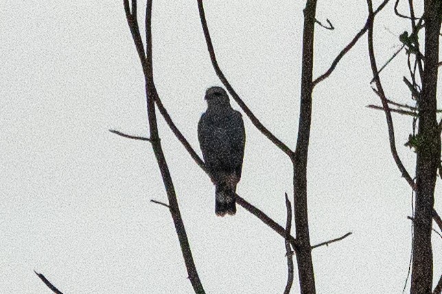 Gray-lined Hawk - ML642459657