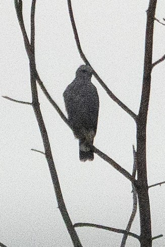 Gray-lined Hawk - ML642459658