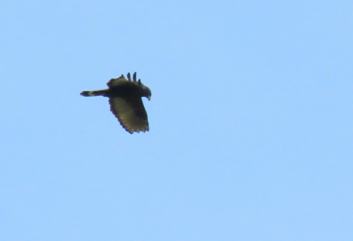 Zone-tailed Hawk - ML642459691