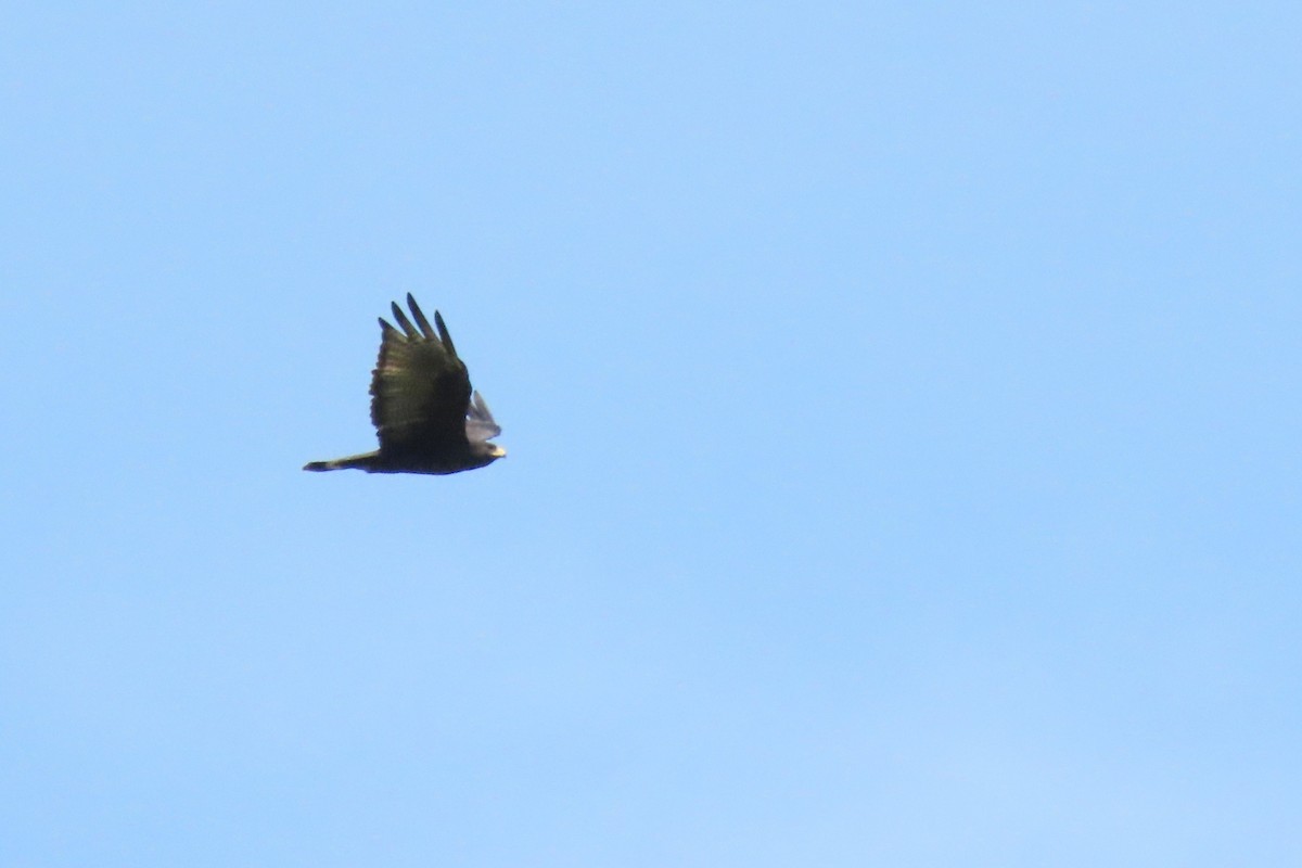 Zone-tailed Hawk - ML642459692