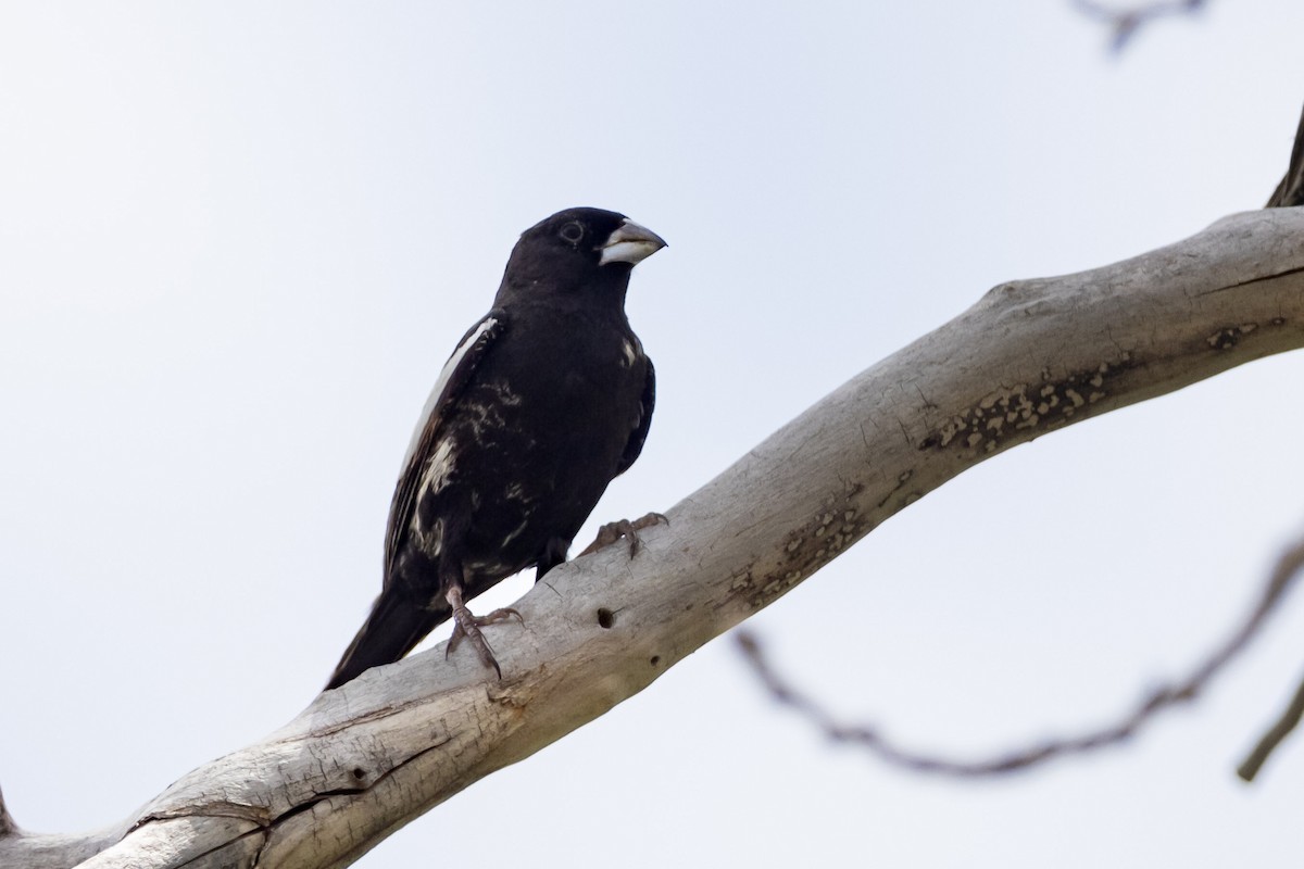 Lark Bunting - ML642459702