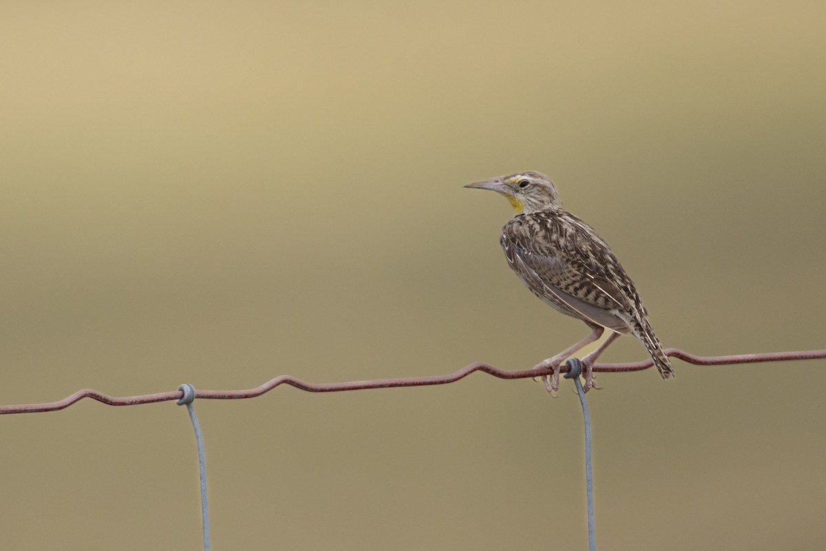Western Meadowlark - ML642459714