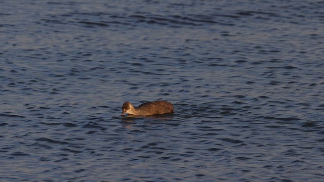 Slate-colored Coot - ML642459717