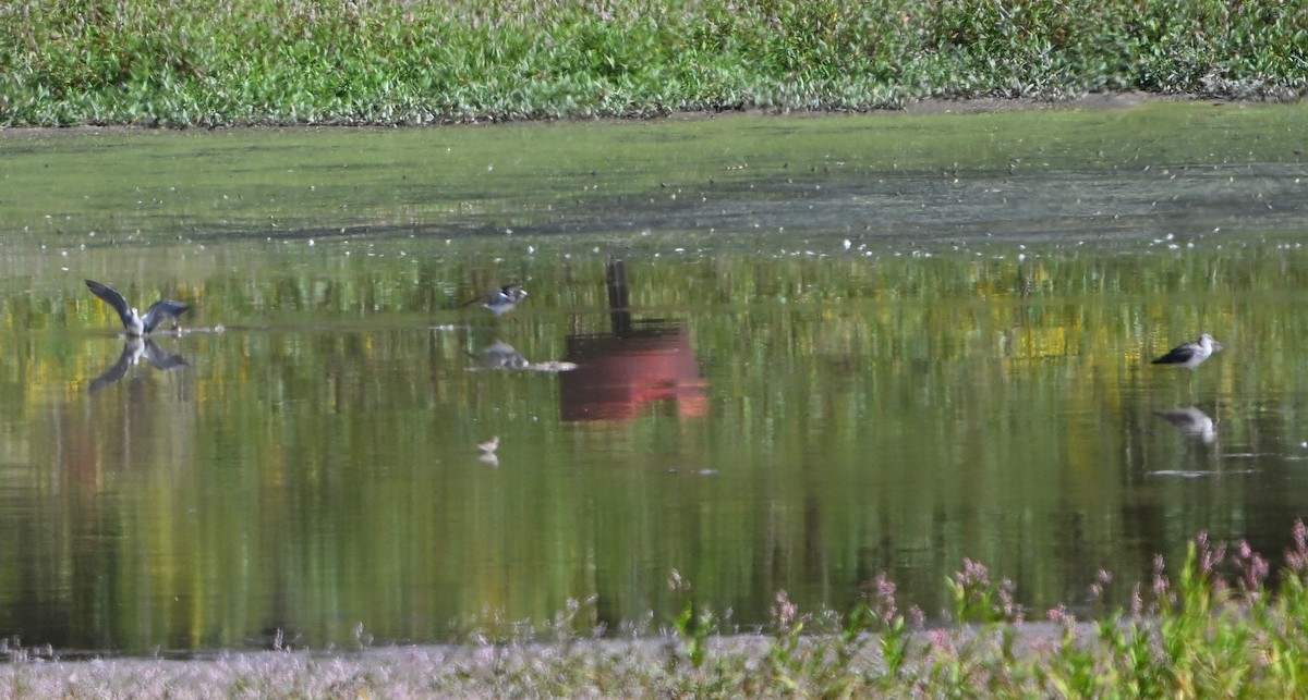 Lesser/Greater Yellowlegs - ML642459722