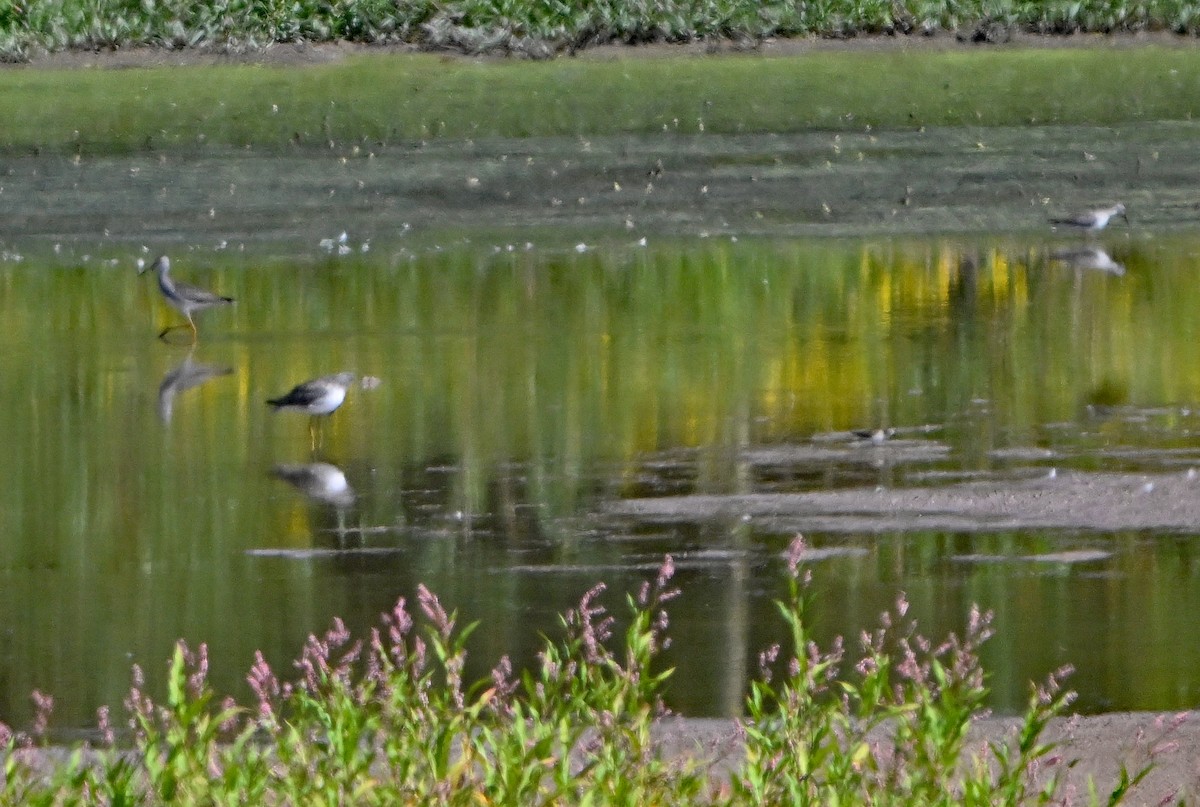 Lesser/Greater Yellowlegs - ML642459723