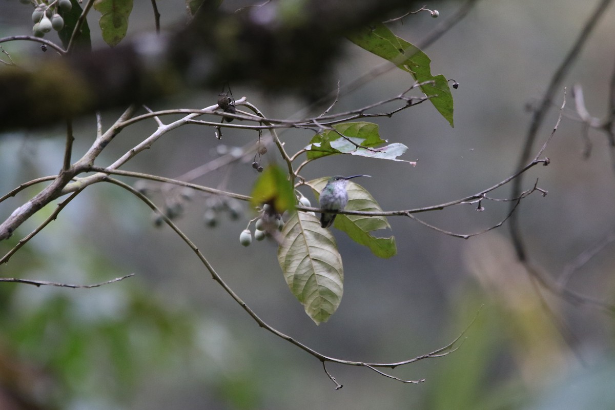 Green-and-white Hummingbird - ML642459805
