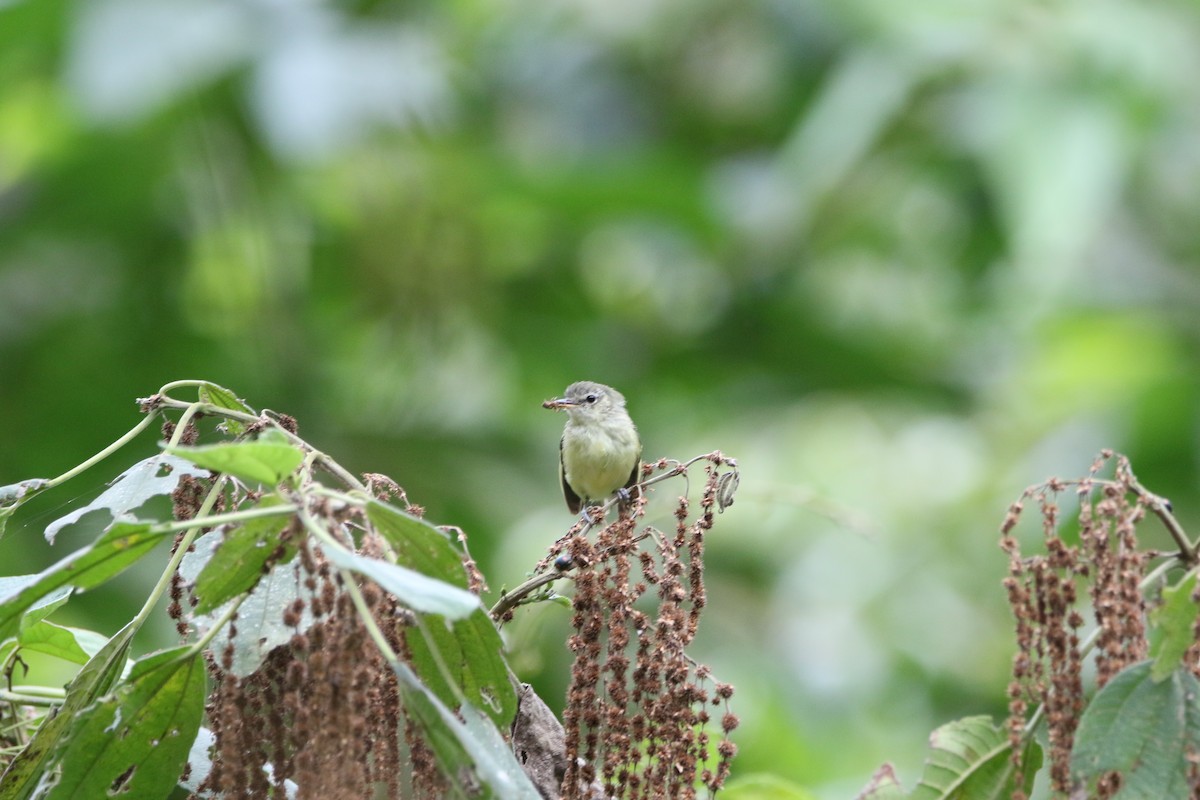 Mottle-cheeked Tyrannulet - ML642459829