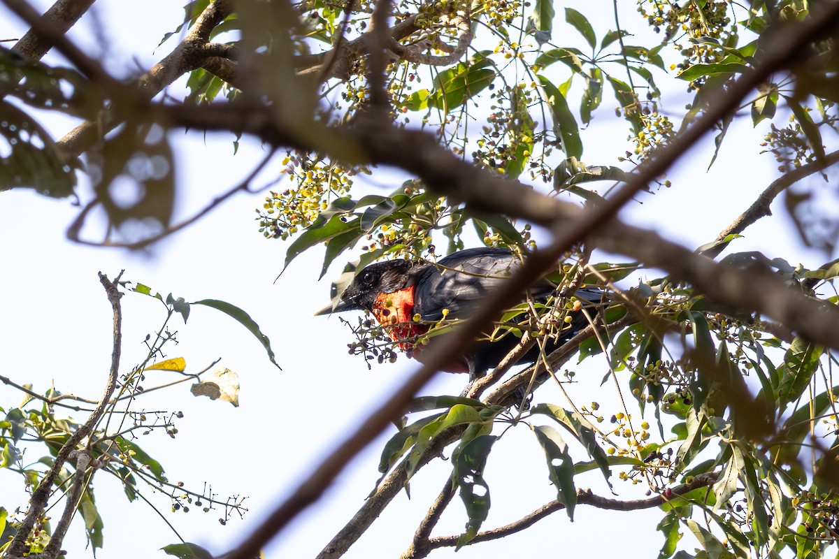 Red-ruffed Fruitcrow - ML642459833