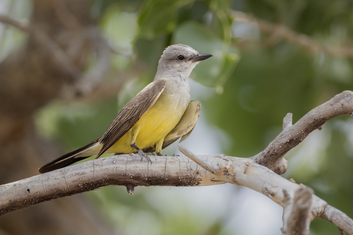 Western Kingbird - ML642459858