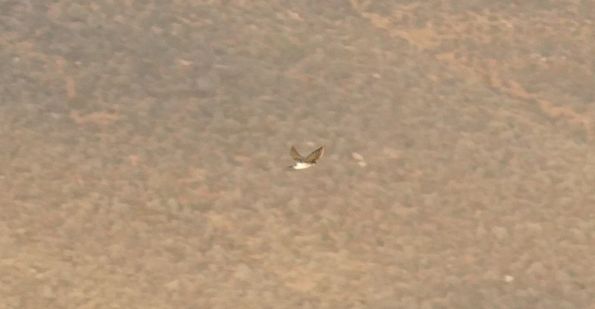 Bank Swallow - ML642459885