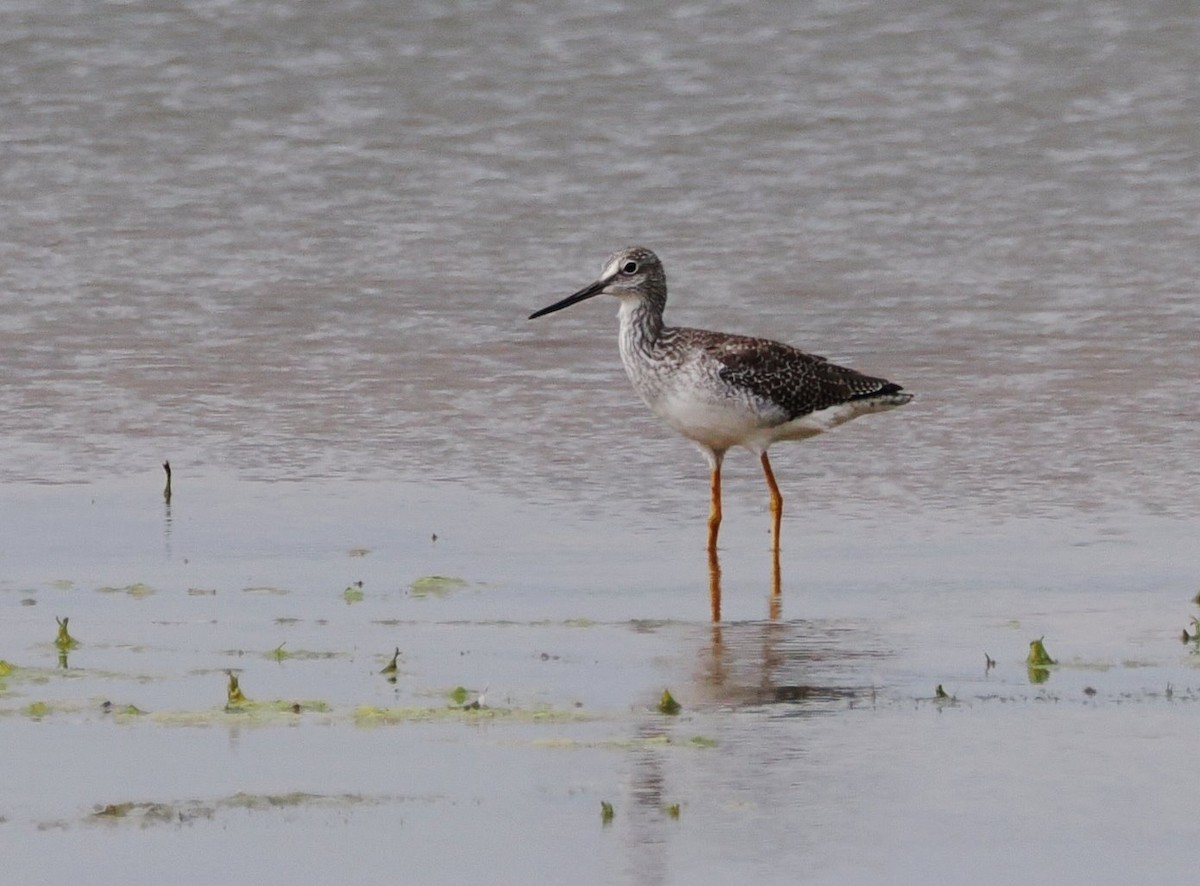plystresnipe - ML642459890