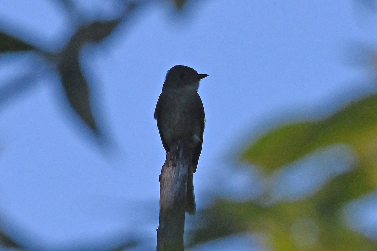 Western/Eastern Wood-Pewee - ML642459908