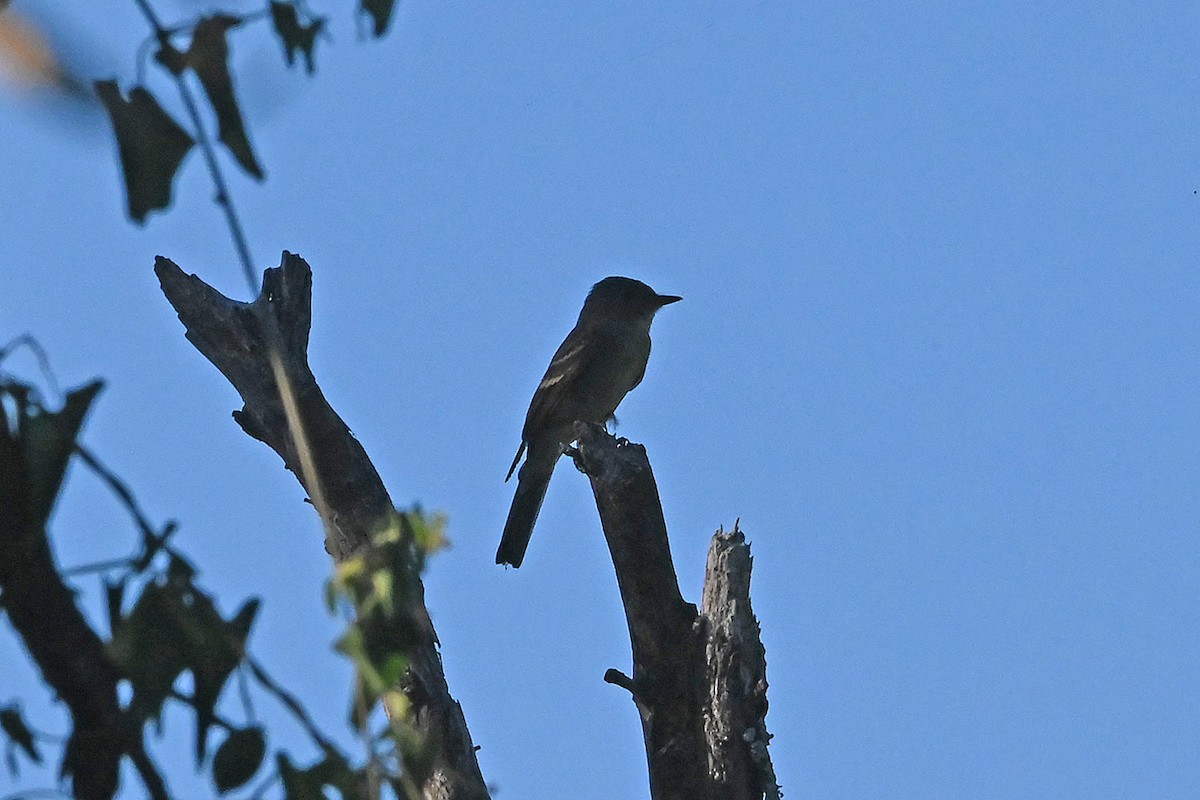 Western/Eastern Wood-Pewee - ML642459910