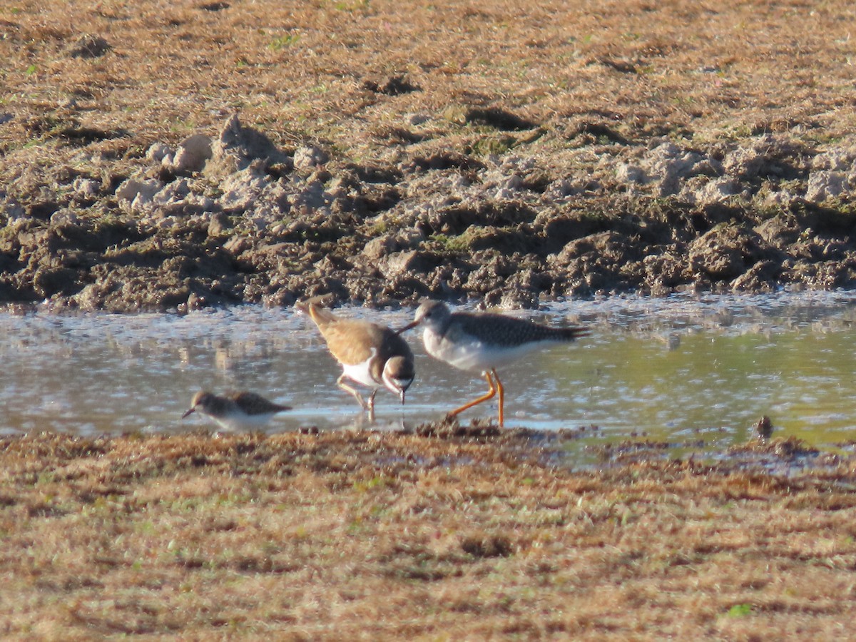 Lesser Yellowlegs - ML642459965