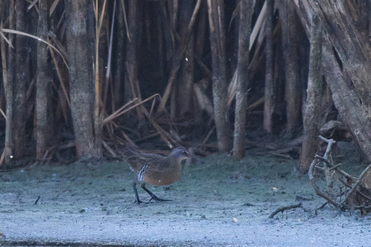 Virginia Rail - ML642459987