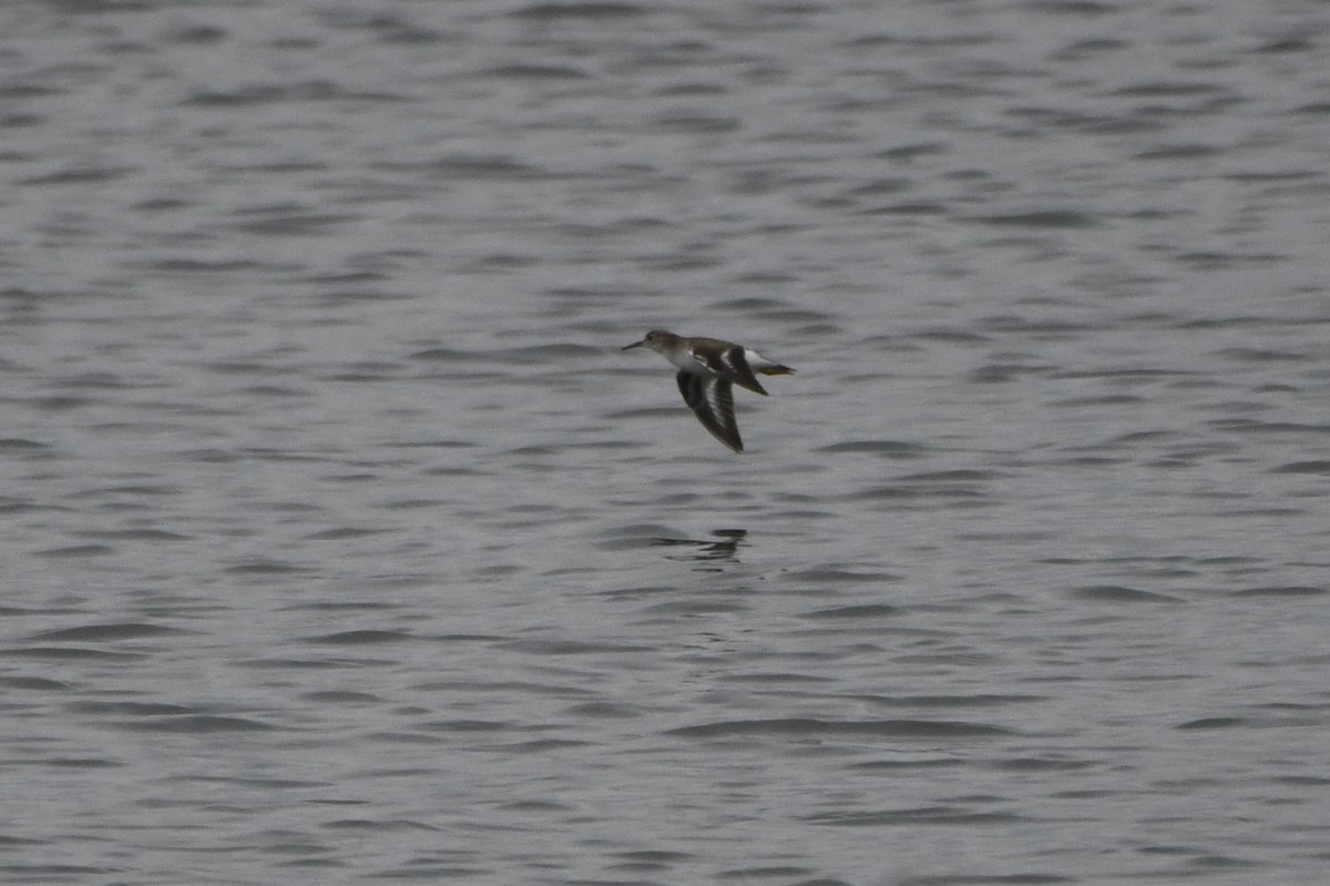 pisík americký - ML642459998