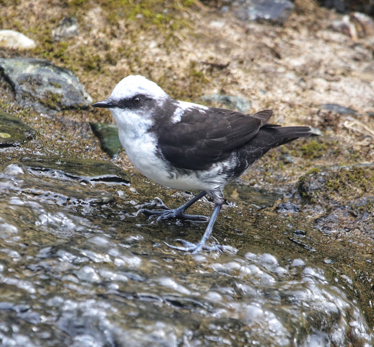 Weißkopf-Wasseramsel - ML642460013