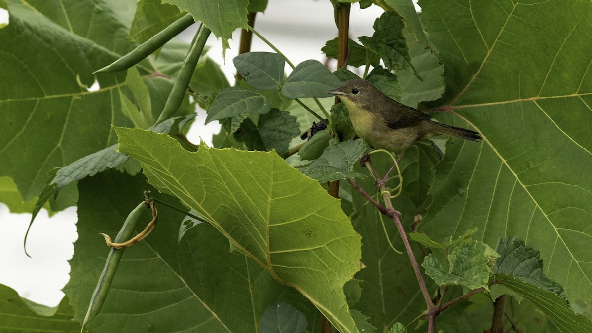 Common Yellowthroat - ML642460064