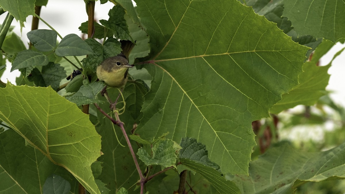 Common Yellowthroat - ML642460066
