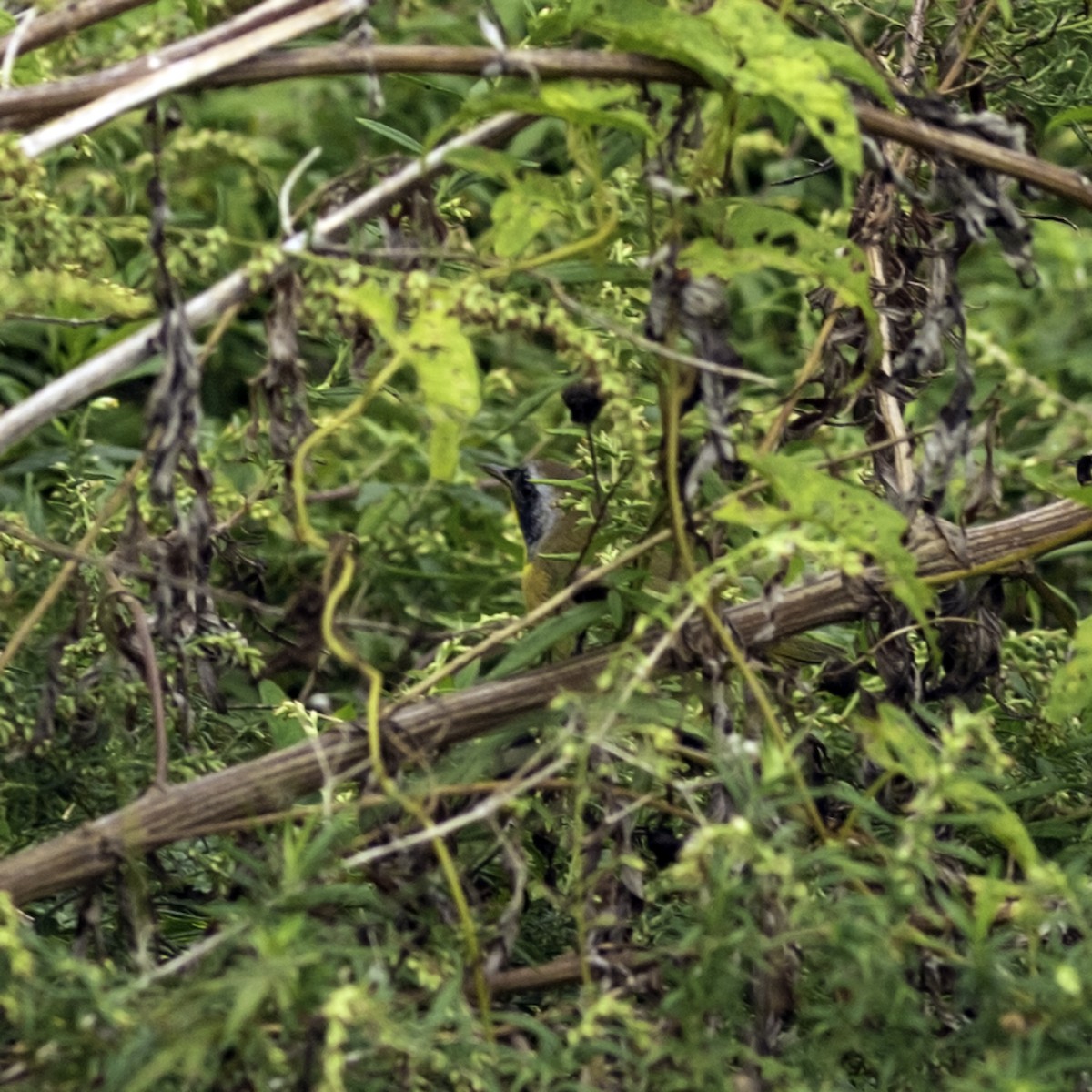 Common Yellowthroat - ML642460070